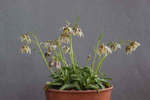 Fritillaria purdyi
